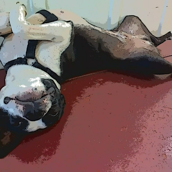 🌠HP🌠Meet your Posher, Libby. - Picture 4 of 4